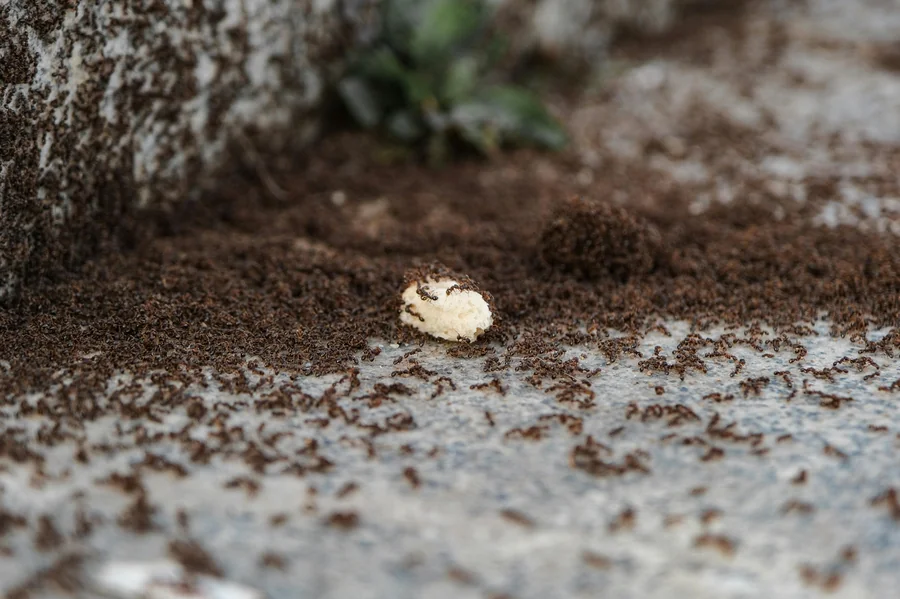 Ant control in Phoenix Arizona