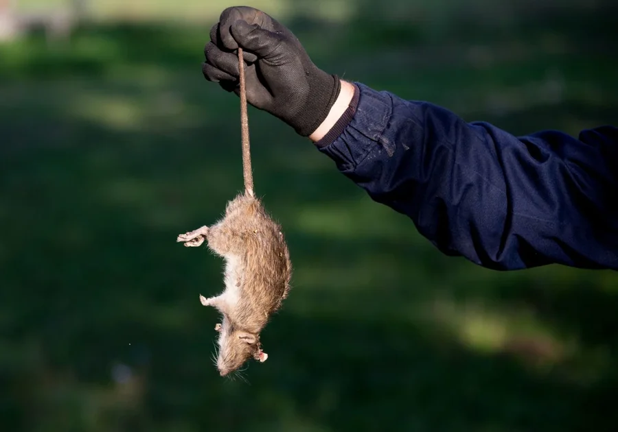 Rodent removal in Phoenix Arizona