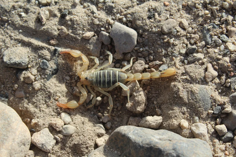 Scorpion in Phoenix Arizona
