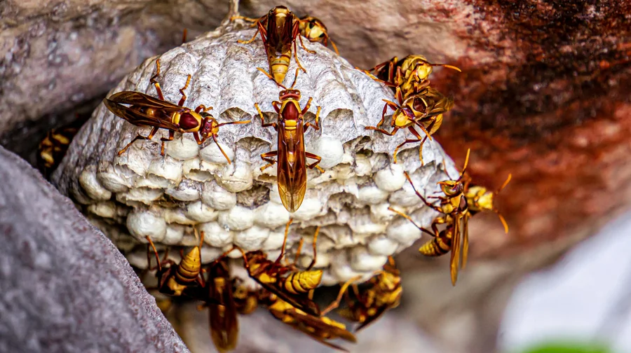 Wasp control in Phoenix Arizona